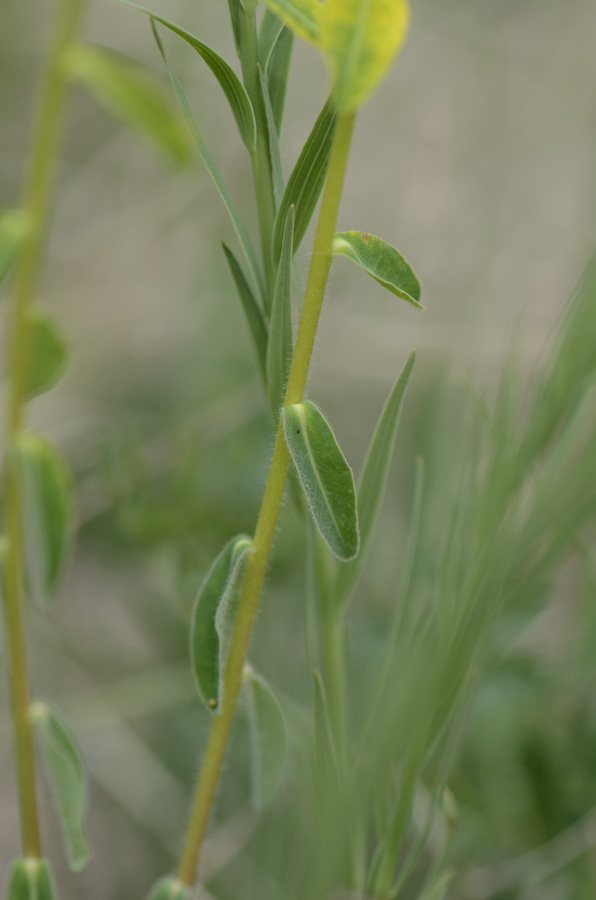 Germoglio giallo  da id. - Euforbia cfr. brittingeri